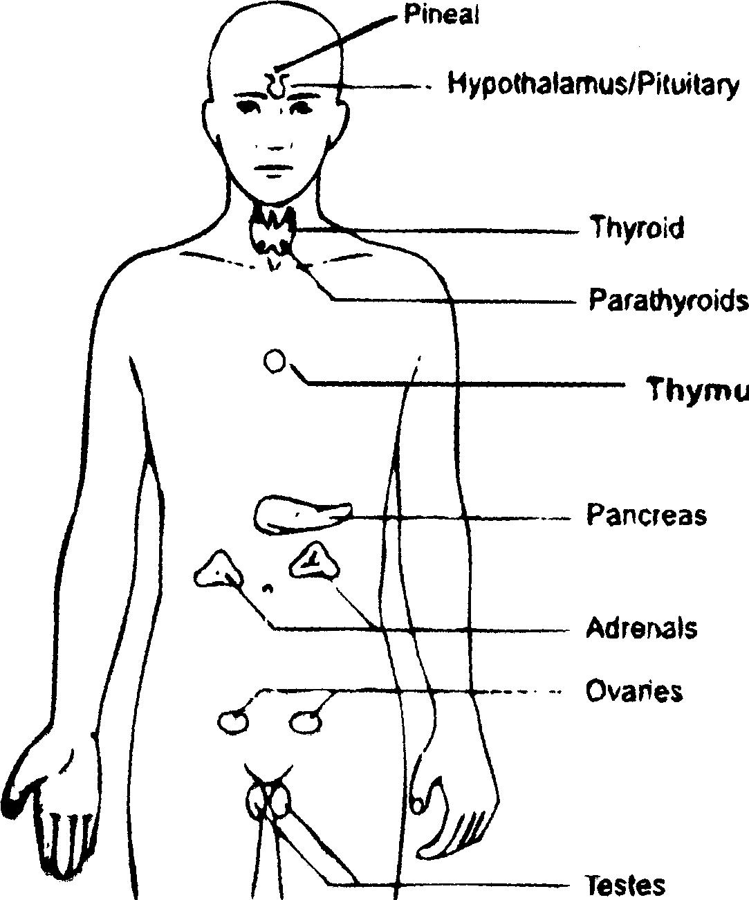 Jain Studies And Science: Energy Centres Of Body (II) Glands @ HereNow4U